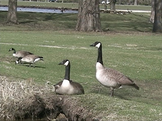 1CCD-geese.jpg
