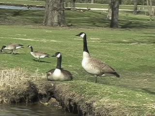 3CCD-geese.jpg